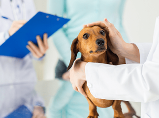 Chien chez le vétérinaire